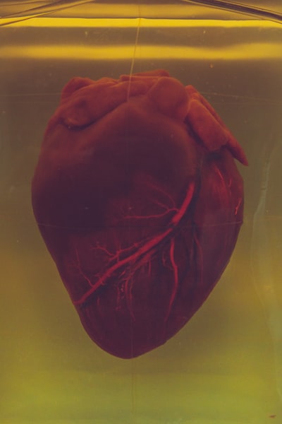 人的心脏